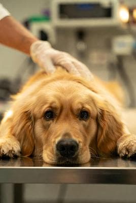 Golden retriever at the vet